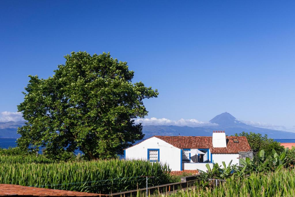 a white house in a field with a tree at Casas Dos Vimes in Fajã dos Vimes