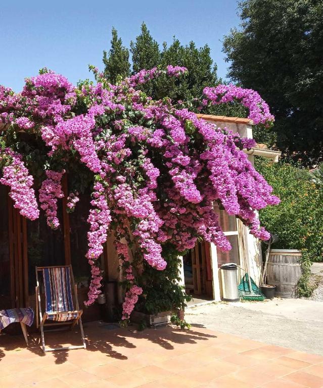une grande brousse de fleurs roses sur un bâtiment dans l'établissement Chambre dans mas Centre-ville, à Perpignan