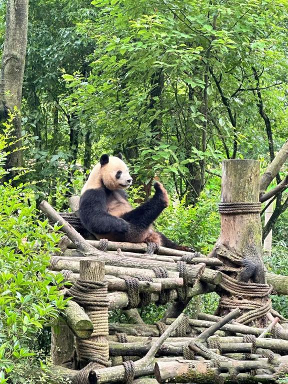 a panda bear sitting on a pile of logs at Nost algia S Hotel Near Chengdu Kuanzhai Alley - People's Park, Chengdu Panda Base, 10 minutes walk to subway , Free laundry, English communication well, Free coffee,Free travel advice in Chengdu