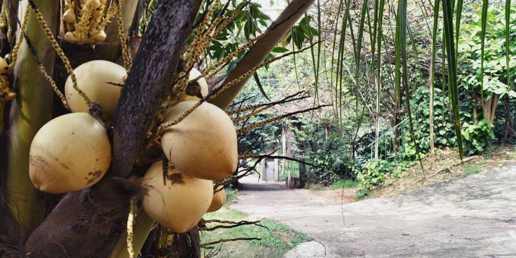 Fotografie z fotogalerie ubytování The Colombo Village v destinaci Colombo