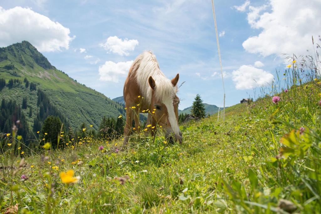 Zvířata v penzionu – hostince nebo okolí