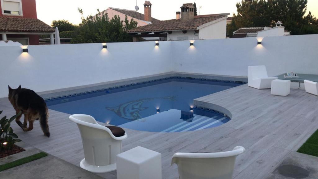 eine Katze, die neben einem Pool läuft in der Unterkunft Chalet de ensueño in L'Eliana