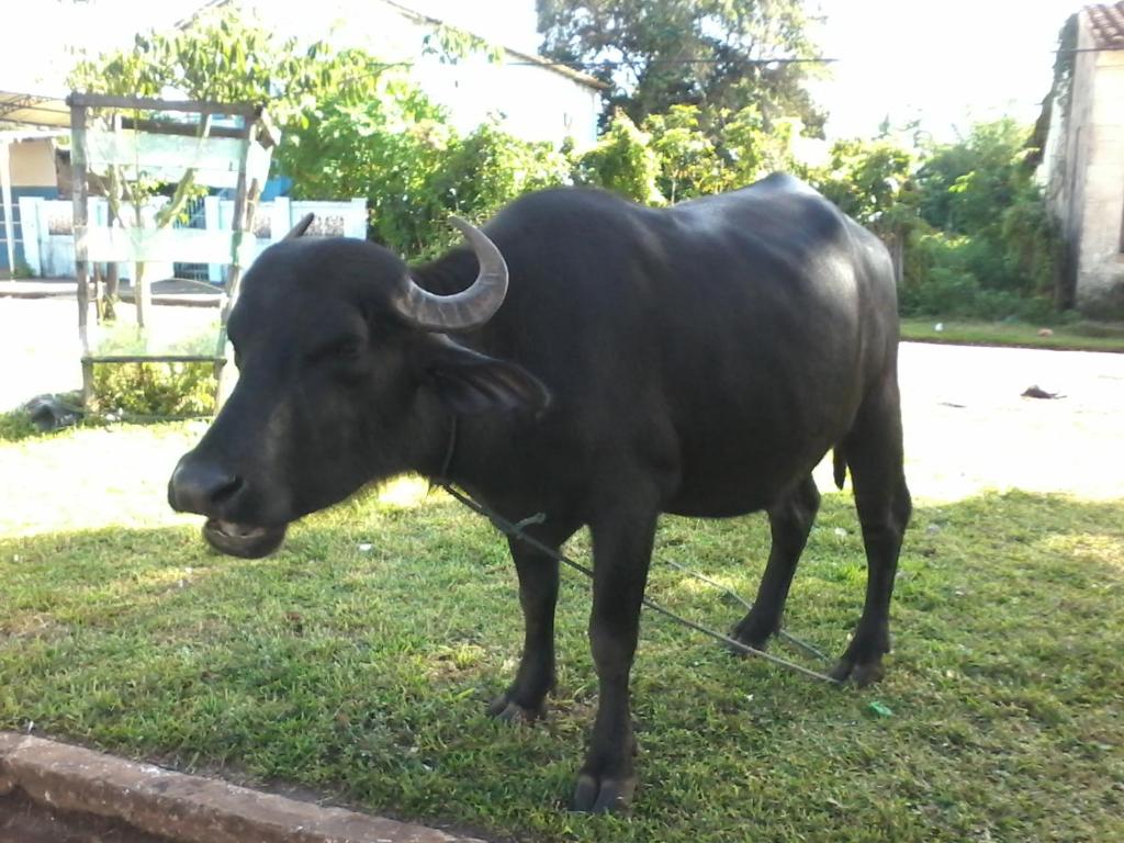  Pousada Vila Joanes