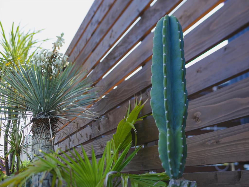a green cactus sitting next to a wooden fence at Seage Torami Coastside in Ichinomiya
