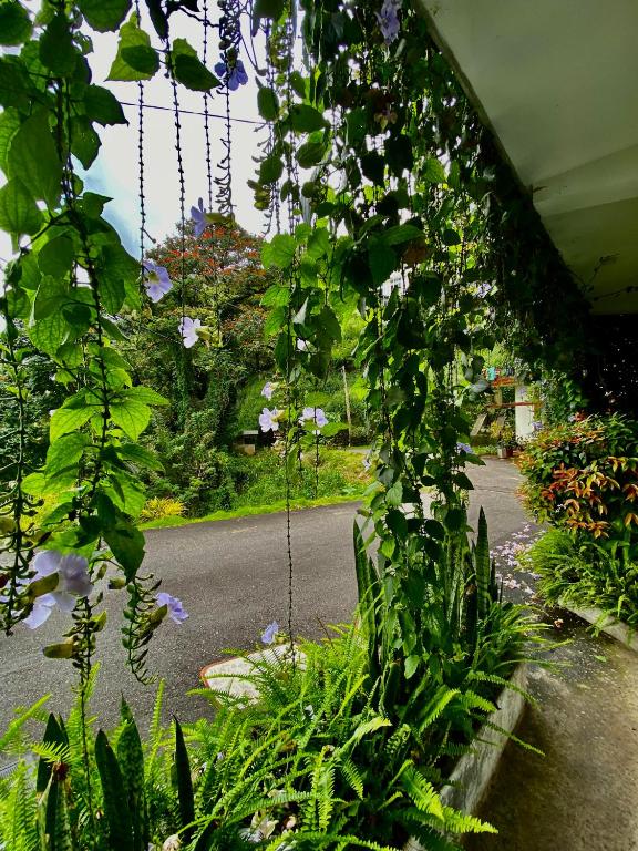 Zahrada ubytování Sesatha lake Kandy
