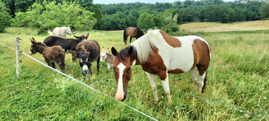 Zwierzęta w obiekcie B&B lub w pobliżu