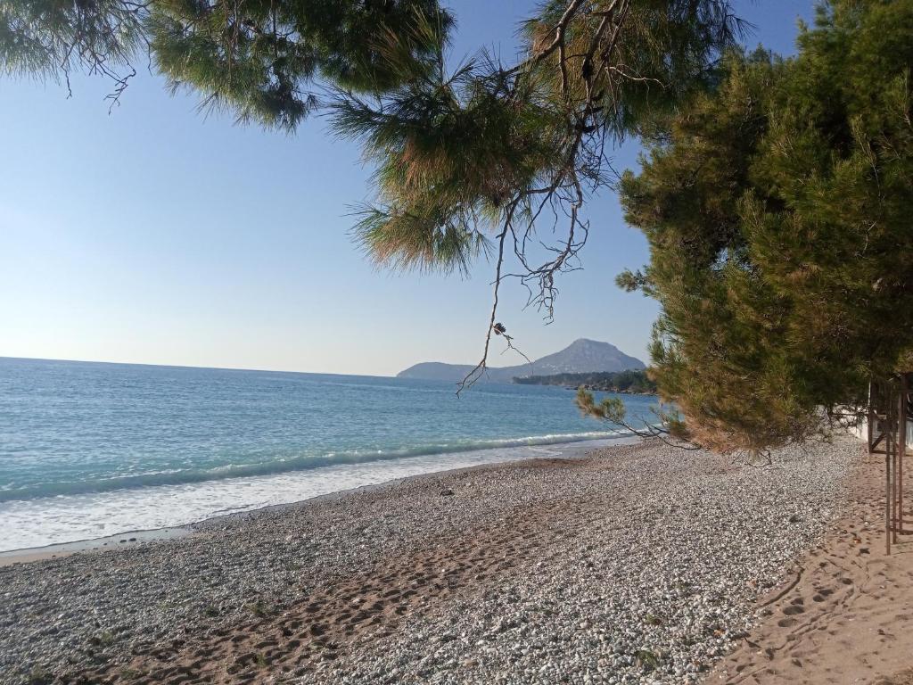 a beach with pine trees and the ocean at гостевой дом Polina2 in Gornji Sušanj