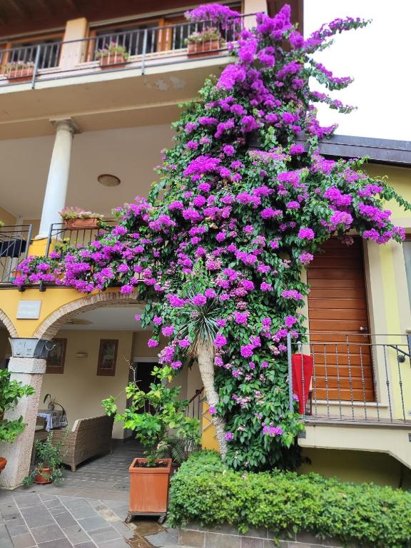 Zahrada ubytování Agriturismo Il Barone