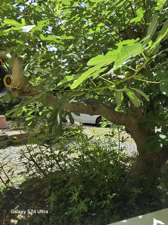 Zahrada ubytování chambre privative au rez de jardin dans villa