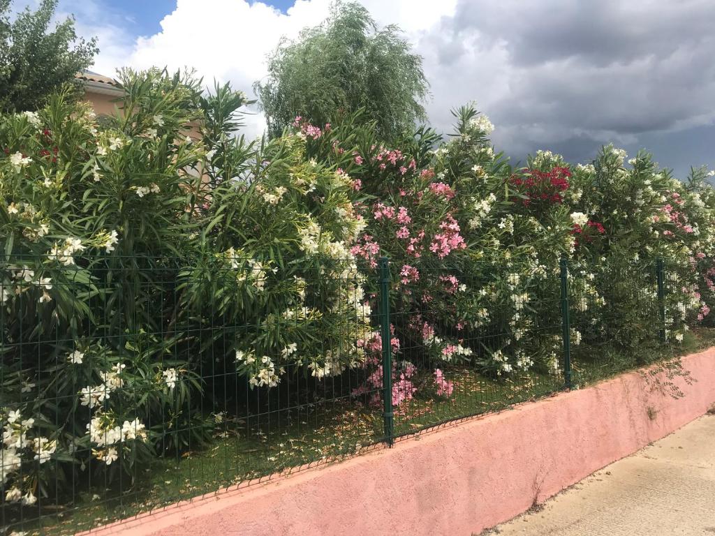 une clôture avec des fleurs roses et blanches dans l'établissement Moderne Mini Maison, à Lézignan-Corbières