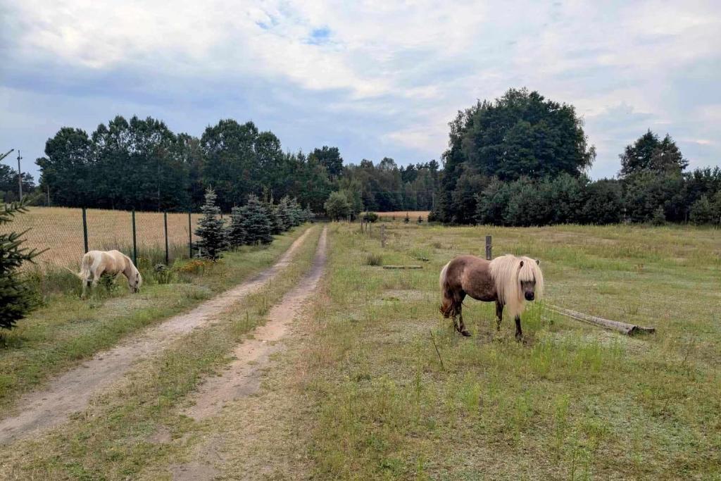 two horses grazing in a field next to a dirt road at Hacienda Natura Agroturystyka in Warlubie
