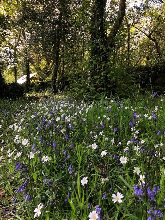 Zahrada ubytování Sligo Forest Retreat