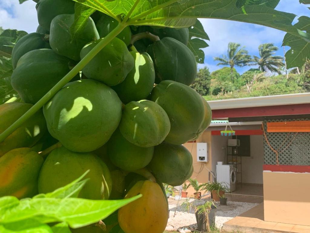 Fotografie z fotogalerie ubytování Lemon House v destinaci Maroe