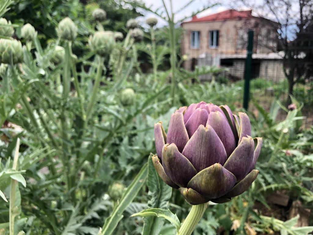 Zahrada ubytování Lokokina Guesthouse