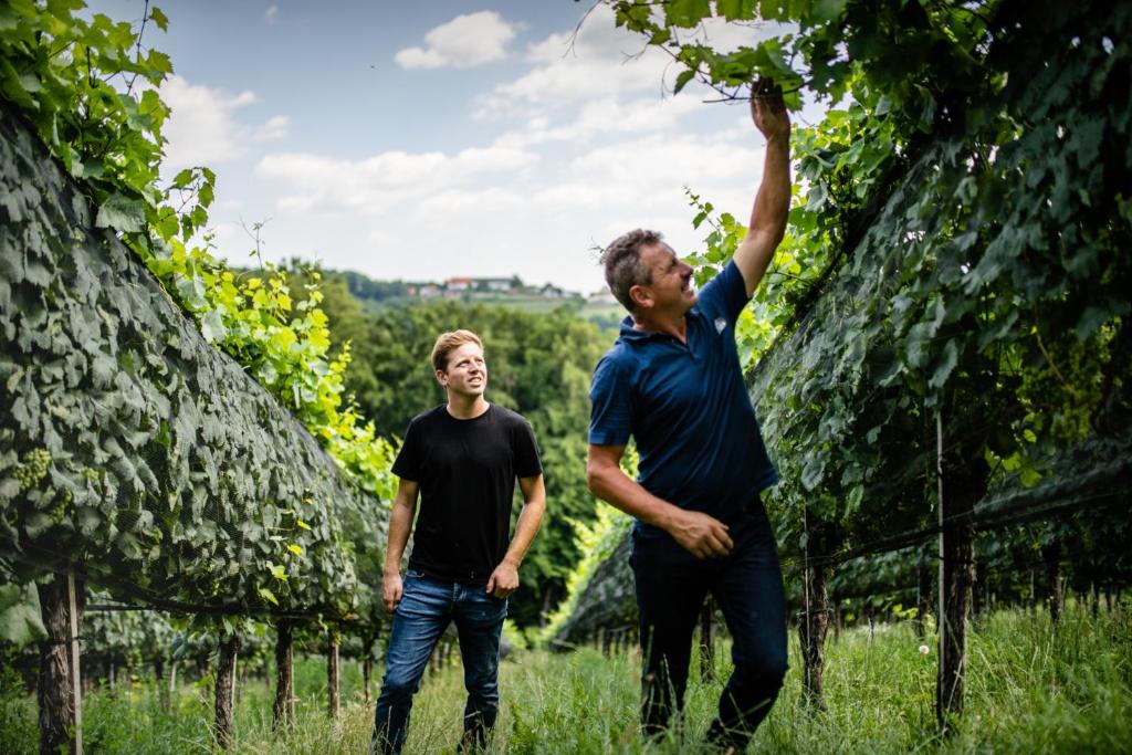 Hosté ubytování Pfeifer Weingut