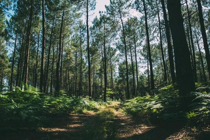 un chemin de terre dans une forêt avec de grands arbres dans l'établissement Nid douillet sous les pins, à Seignosse