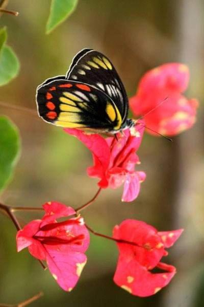 Fotografie z fotogalerie ubytování Gardenia Country Inn v destinaci Tomohon