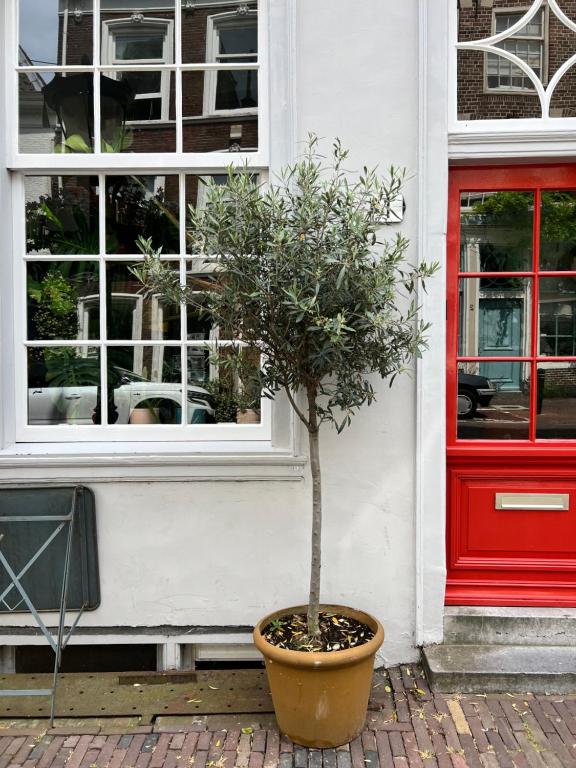 Daen’s Greenhouse - Resim 12