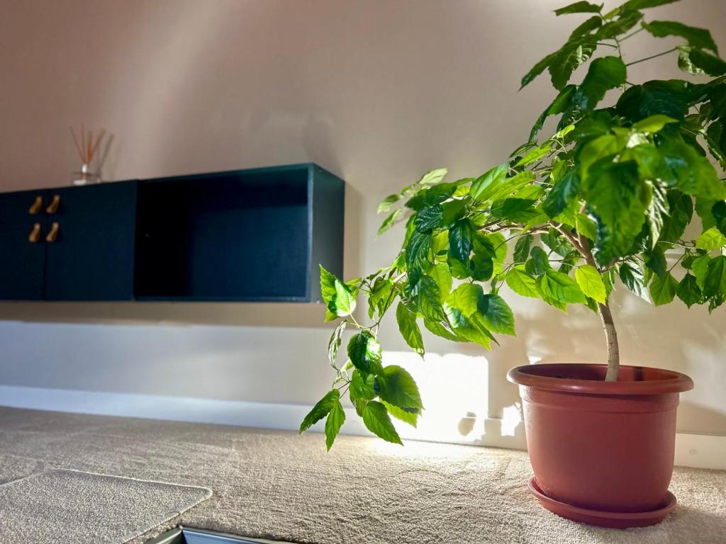 Fotografie z fotogalerie ubytování ALTiDude Ultra Central - Private Parking v destinaci Kluž