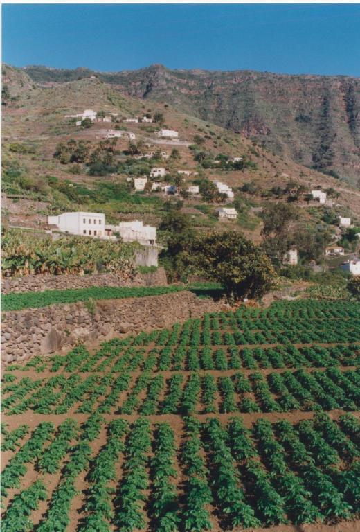 a field of green crops on a mountain at Casa Rural La Cuadra in Hermigua