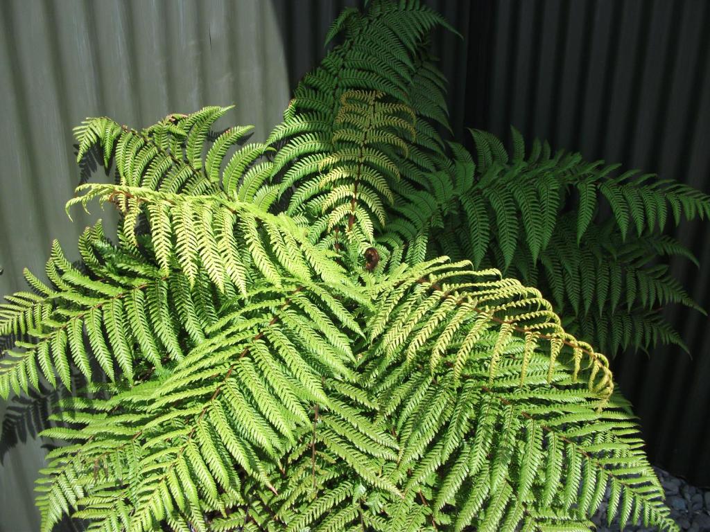 Scenicland Motels - Resim 12