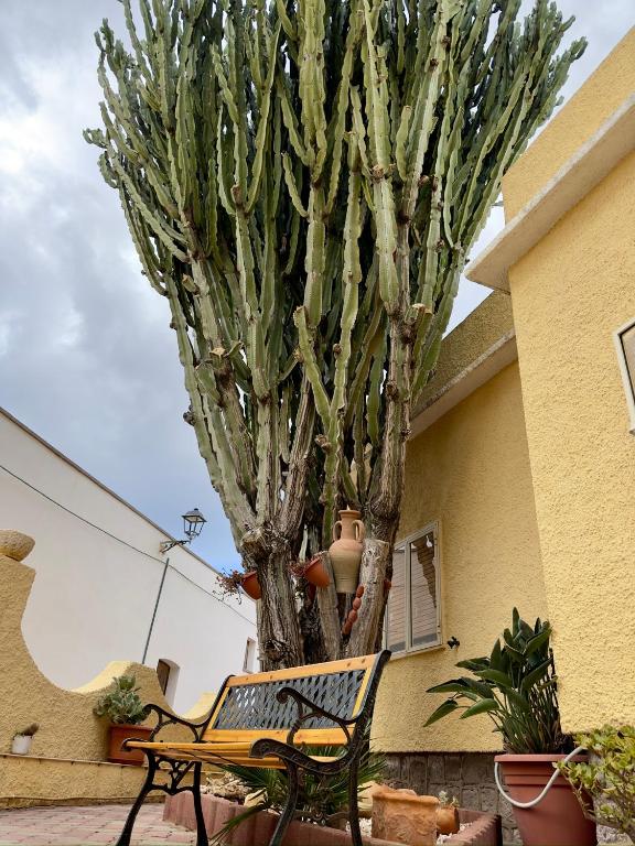 Zahrada ubytování Casa Euphorbia