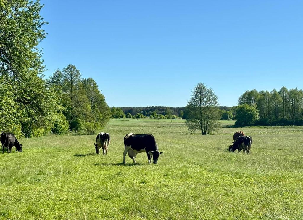 Fotografia z galérie ubytovania Jak u babci na wsi v destinácii Siemichocze