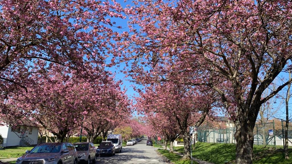 7 Bedrooms in the Heart of Vancouver - Resim 35