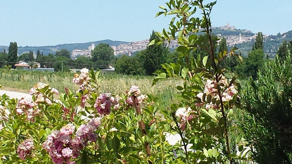 アッシジにあるCasa Nonna Joleの都市を背景とした花畑