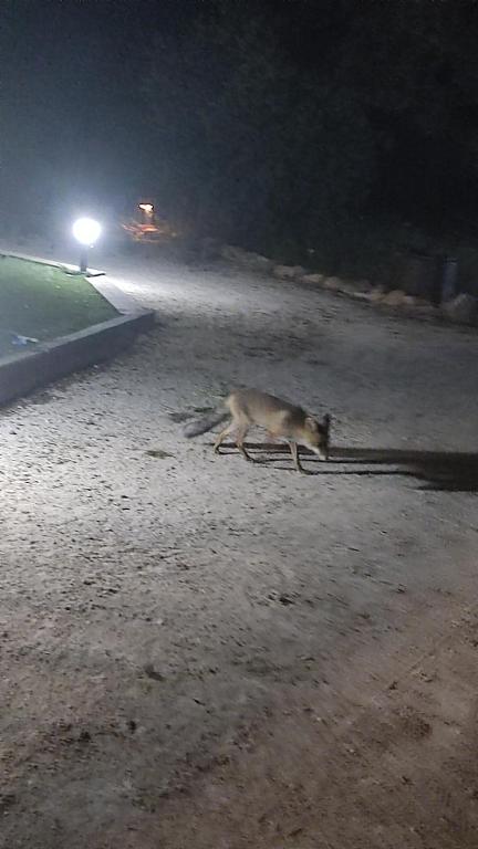 Zvířata v prázdninového domu nebo okolí