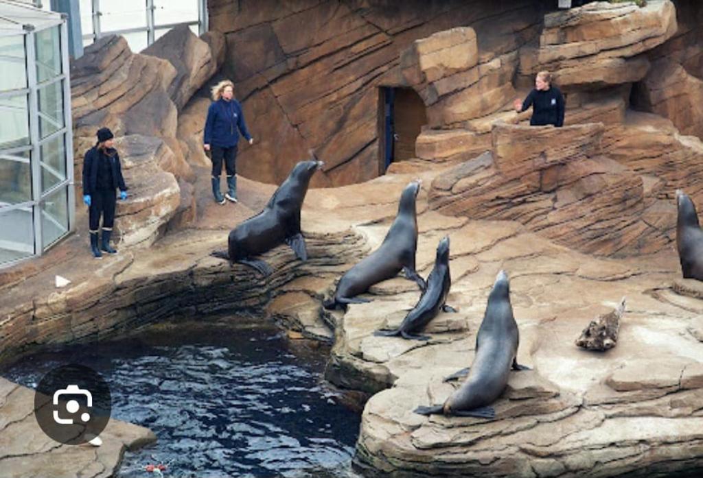 Appartement 57 m2 proche plage et Nausicaa - Appartement D'une Chambre