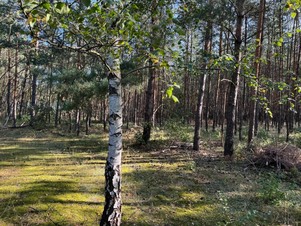 Příroda nedaleko prázdninového domu