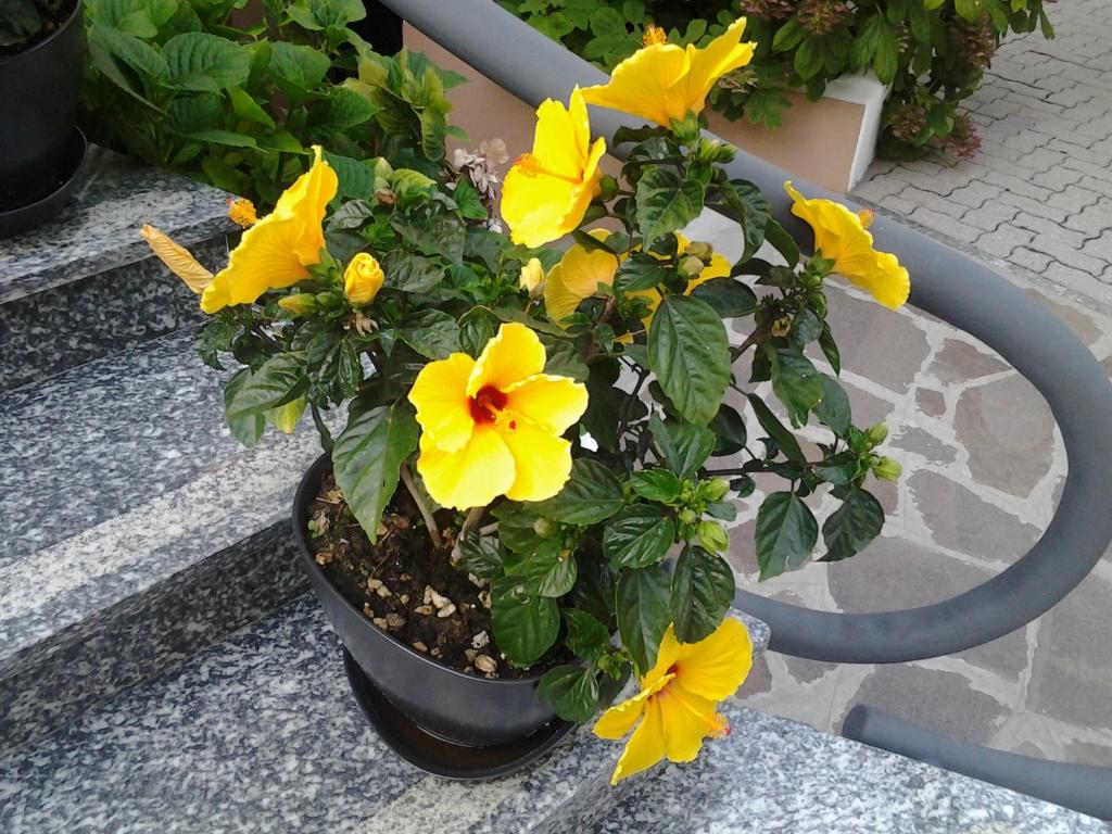Fotografie z fotogalerie ubytování Hotel Escorial v destinaci Cervia