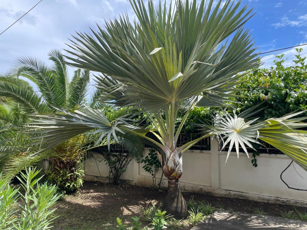 una palmera frente a una valla blanca en Sarithea, en Basse-Terre