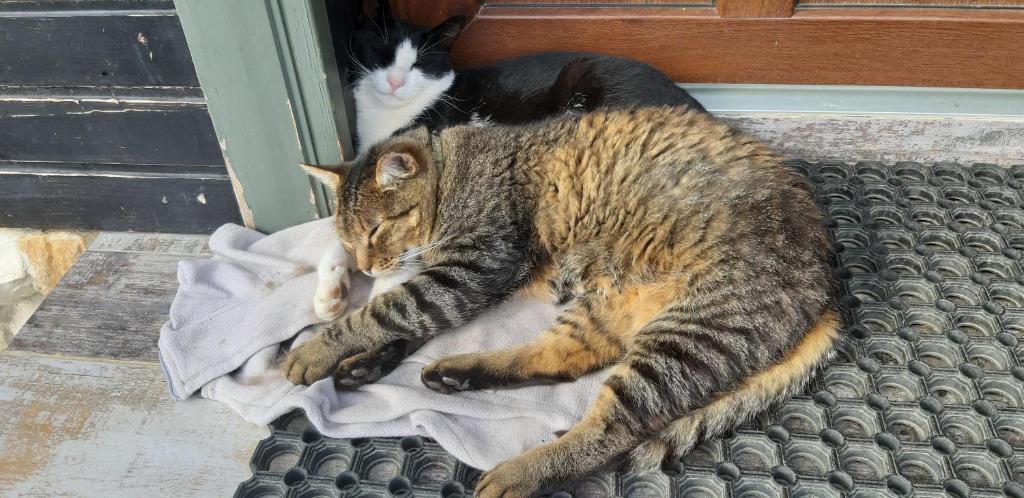 two cats laying on a towel in front of a door at Magura Rustic Tiny House in Măgura