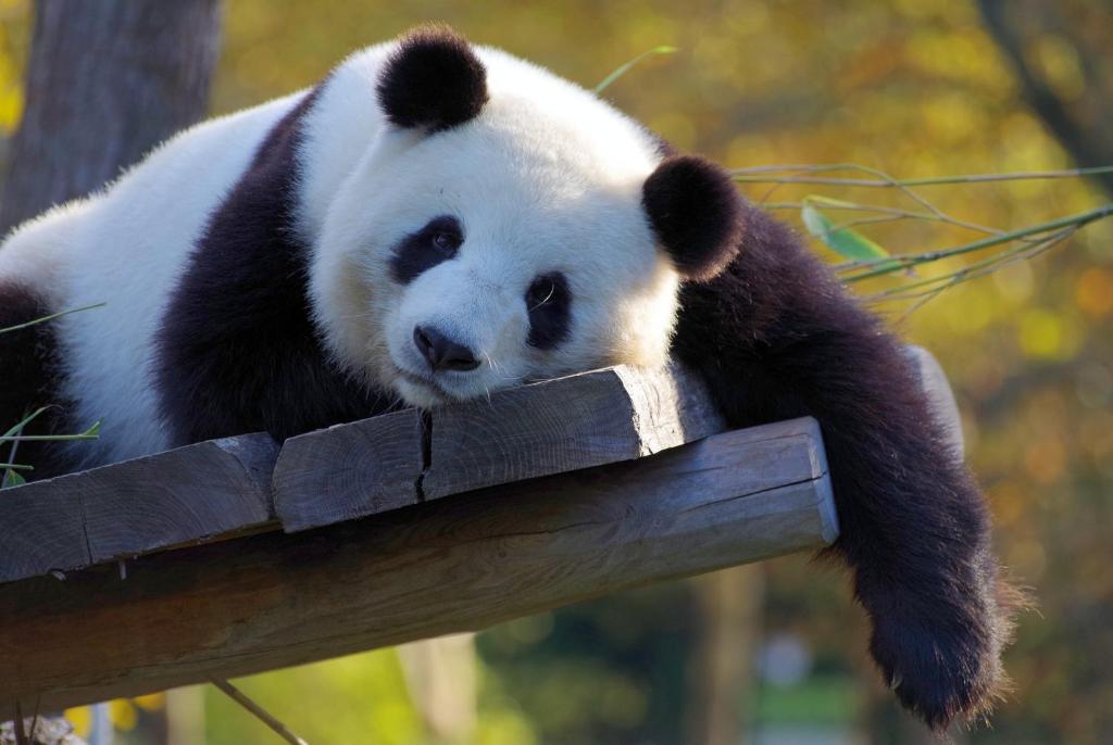 a panda bear sitting on top of a wooden fence at Nost algia S Hotel Near Chengdu Kuanzhai Alley - People's Park, Chengdu Panda Base, 10 minutes walk to subway , Free laundry, English communication well, Free coffee,Free travel advice in Chengdu