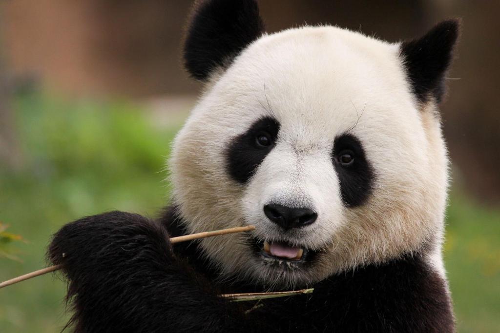 a panda bear eating a piece of bamboo at Nost algia S Hotel Near Chengdu Kuanzhai Alley - People's Park, Chengdu Panda Base, 10 minutes walk to subway , Free laundry, English communication well, Free coffee,Free travel advice in Chengdu