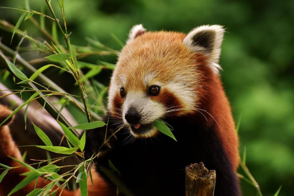 a red panda eating leaves from a tree at Nost algia S Hotel Near Chengdu Kuanzhai Alley - People's Park, Chengdu Panda Base, 10 minutes walk to subway , Free laundry, English communication well, Free coffee,Free travel advice in Chengdu