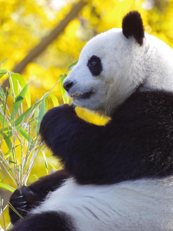 a panda bear sitting on top of a tree at Nost algia S Hotel Near Chengdu Kuanzhai Alley - People's Park, Chengdu Panda Base, 10 minutes walk to subway , Free laundry, English communication well, Free coffee,Free travel advice in Chengdu