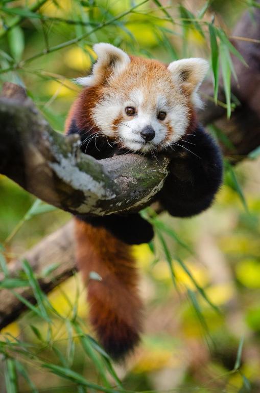 a red panda cub sitting on a tree branch at Nost algia S Hotel Near Chengdu Kuanzhai Alley - People's Park, Chengdu Panda Base, 10 minutes walk to subway , Free laundry, English communication well, Free coffee,Free travel advice in Chengdu