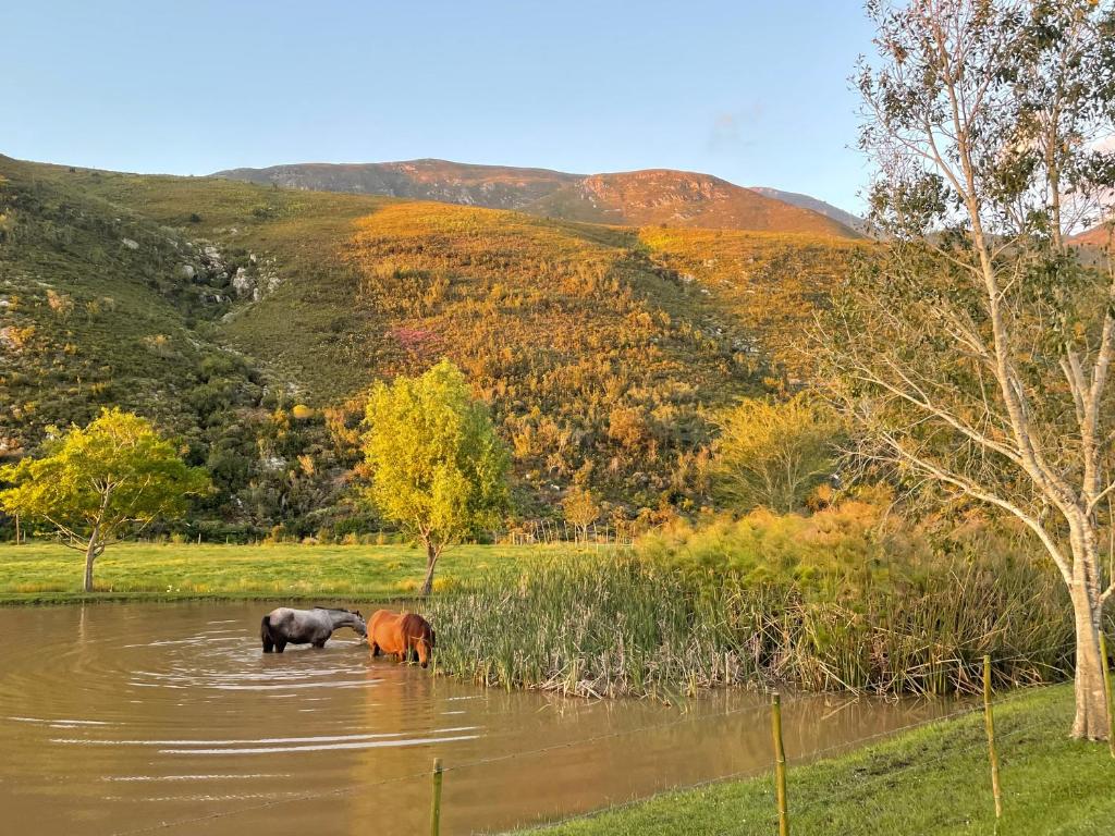 three horses standing in a body of water at Frog Mountain Getaway in Swellendam