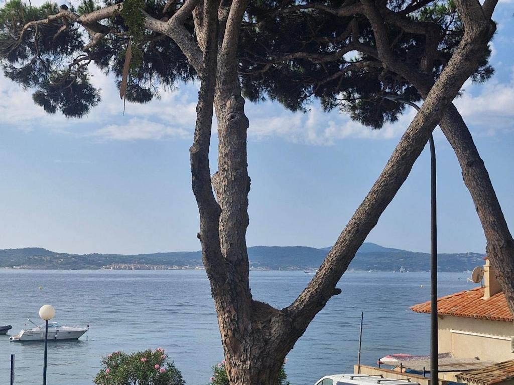 un arbre et un bateau dans l'eau dans l'établissement Appartement 2 pièces, vue mer, près port, 4 pers, parking, ascenseur, Sainte-Maxime - FR-1-780-51, à Sainte-Maxime