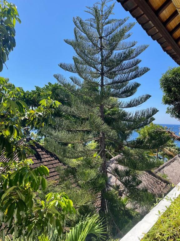 a large pine tree in front of the ocean at Bali Dream House in Amed