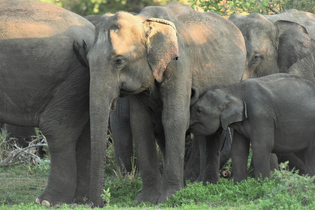 a herd of elephants standing next to a baby elephant at wilpattu lake nest in Horuwila