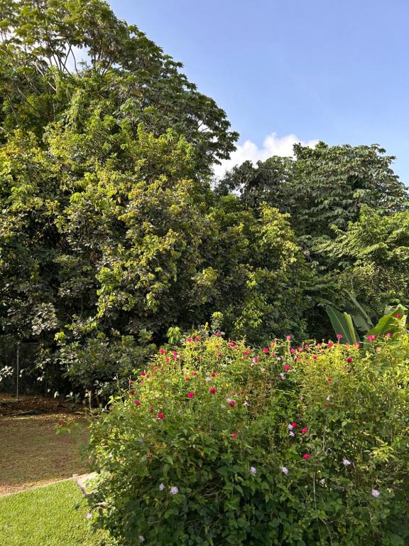 Zahrada ubytování Villa Selma Martinique