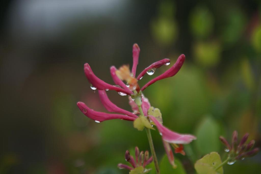 a pink flower with water droplets on it at Luxury Glamping Cabin with Outdoor Bath on Cornish Flower Farm in Truro