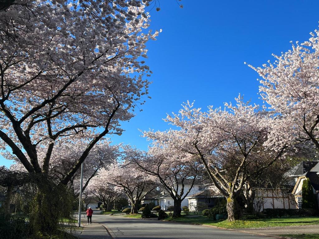 Fotografie z fotogalerie ubytování Bloom House 樱花民宿 v destinaci White Rock