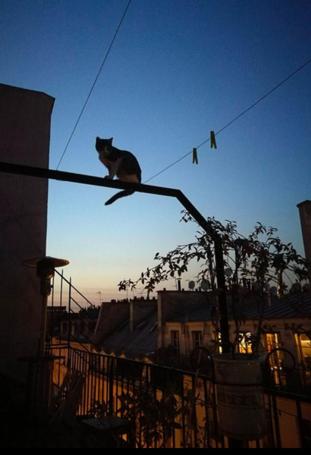 un chat assis au sommet d'un poteau dans l'établissement Good News - Bonne Nouvelle, à Paris