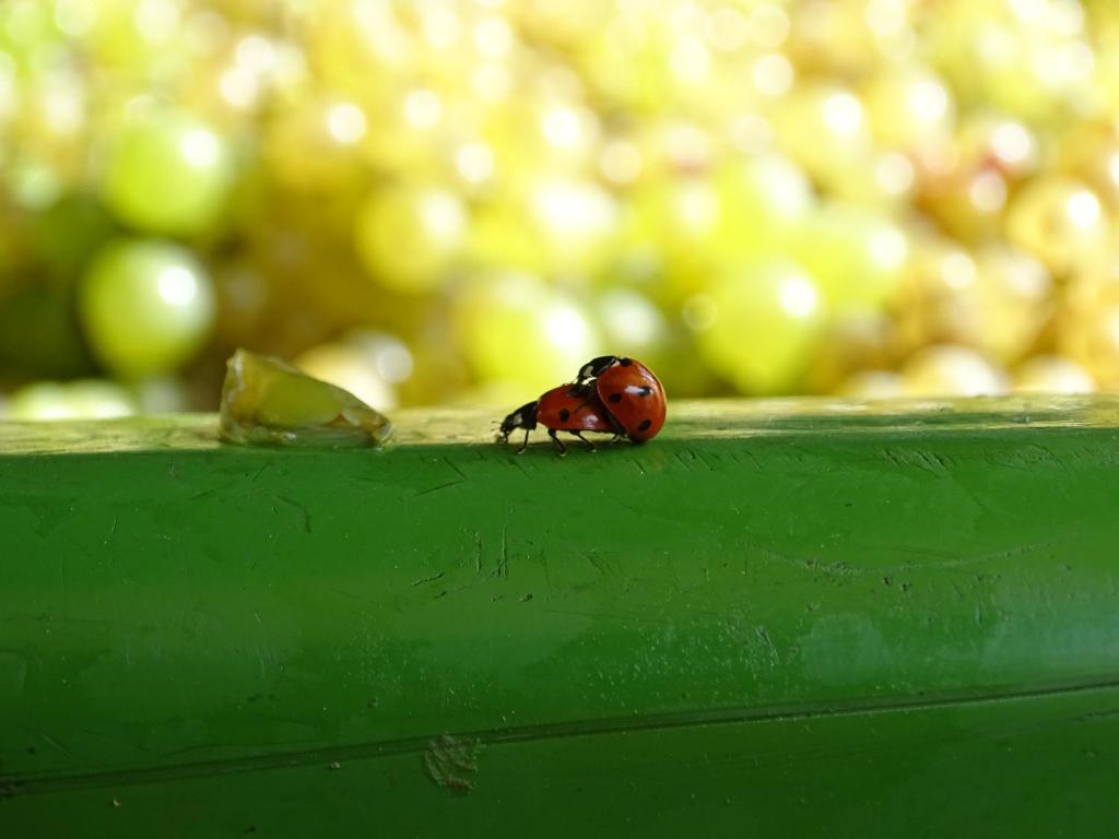 Fotografie z fotogalerie ubytování Farm Stay Frank Ozmec Wine and Glamping estate v destinaci Ljutomer