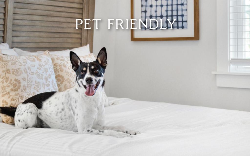 a black and white dog sitting on a bed at Salty Sisters by Oversee 30A in Santa Rosa Beach